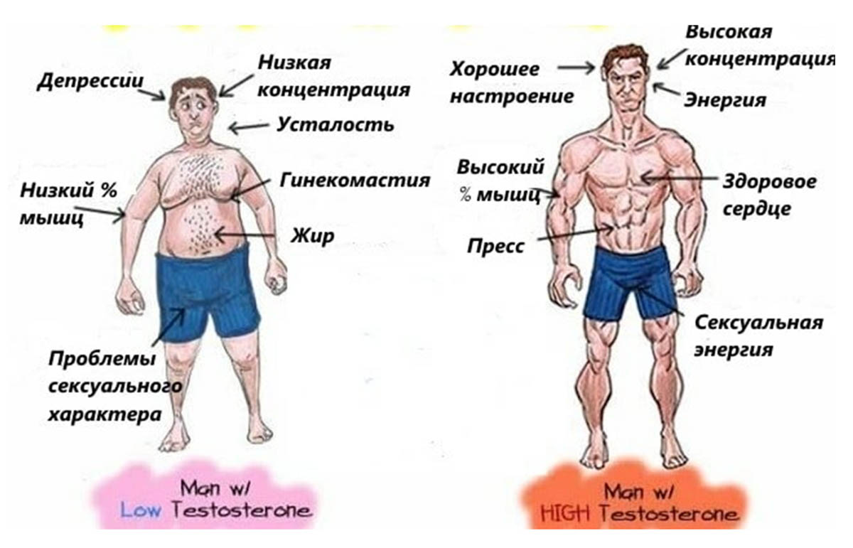 Повышенный Тестостерон И Лишний Вес У Женщин