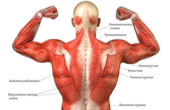 Значение мышц средней части тела